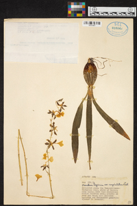 Oncidium tigrinum image