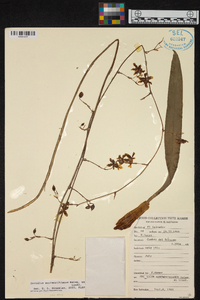Oncidium wentworthianum image