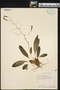 Oncidium abortivum image