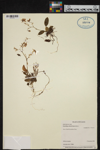 Oncidium abortivum image