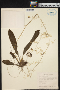 Oncidium abortivum image