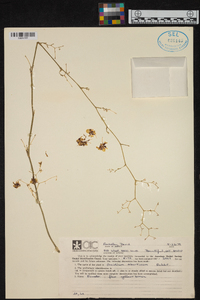 Oncidium abortivum image