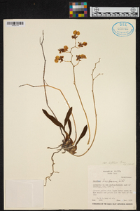 Oncidium bifolium image