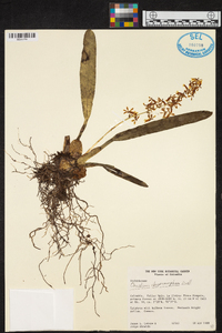 Oncidium chrysomorphum image