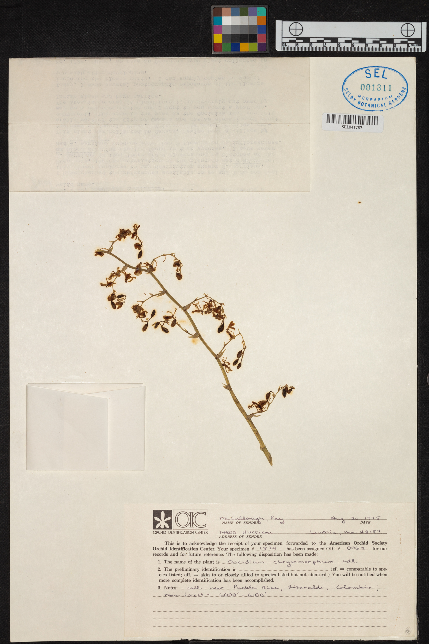 Oncidium chrysomorphum image