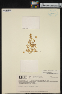 Oncidium chrysomorphum image