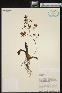 Oncidium cultratum image