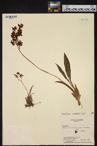 Oncidium cultratum image