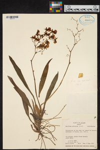 Oncidium cultratum image