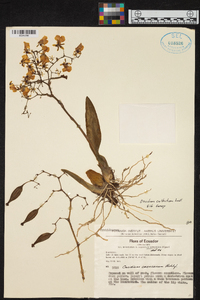 Oncidium cultratum image