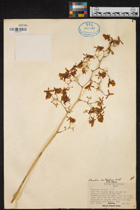 Oncidium cultratum image