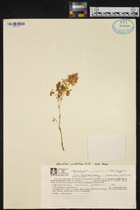 Oncidium cultratum image