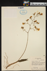 Oncidium cultratum image