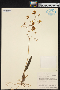 Oncidium cultratum image