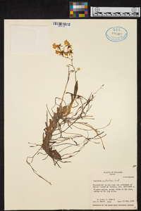 Oncidium cultratum image