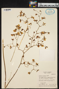 Oncidium cultratum image