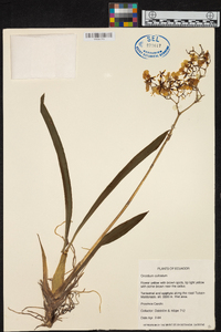 Oncidium cultratum image