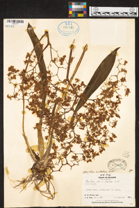 Oncidium cultratum image