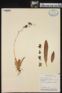 Oncidium cultratum image