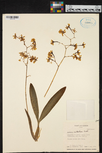 Oncidium cultratum image