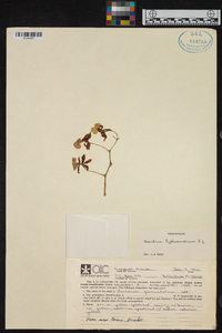 Oncidium hyphaematicum image