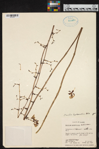 Oncidium hyphaematicum image