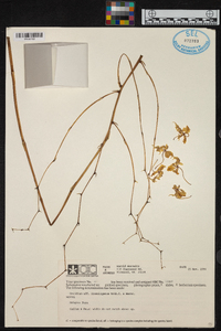 Oncidium lineoligerum image