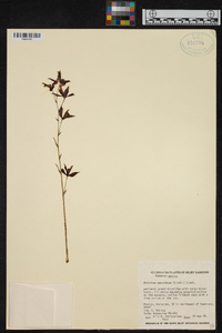 Oncidium maculatum image