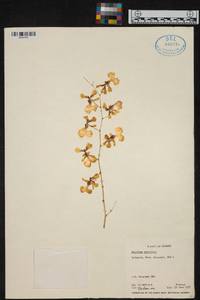 Oncidium obryzatum image