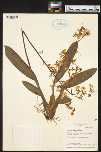 Oncidium obryzatum image