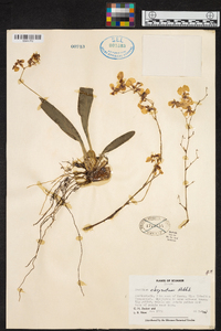 Oncidium obryzatum image