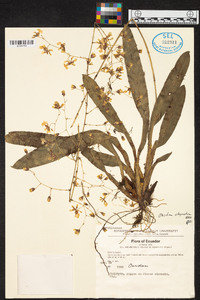 Oncidium obryzatum image