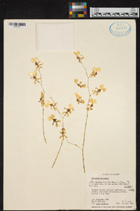 Oncidium obryzatum image