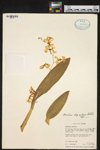 Oncidium obryzatum image