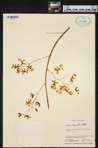 Oncidium obryzatum image