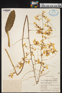 Oncidium obryzatum image