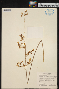 Oncidium obryzatum image