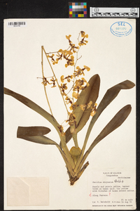 Oncidium obryzatum image