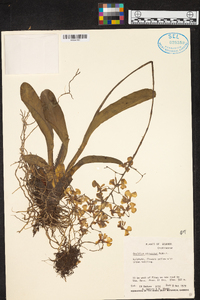 Oncidium obryzatum image