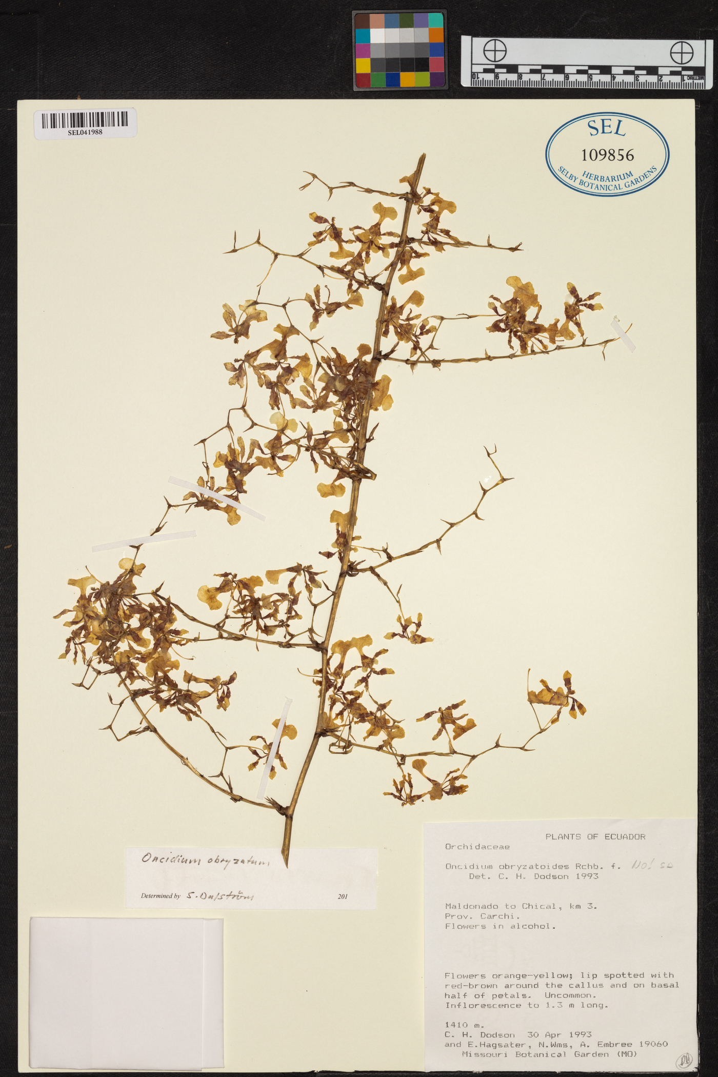 Oncidium obryzatum image