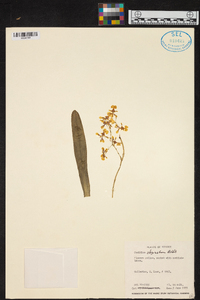 Oncidium obryzatum image