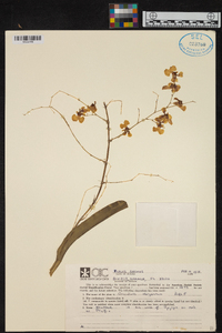 Oncidium obryzatum image