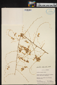 Oncidium obryzatum image