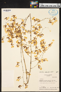 Oncidium obryzatum image