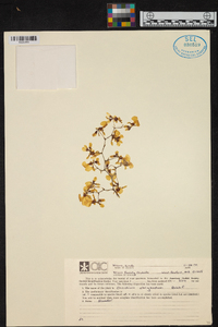 Oncidium obryzatum image