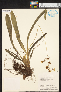 Oncidium obryzatum image