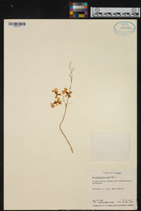 Oncidium obryzatum image