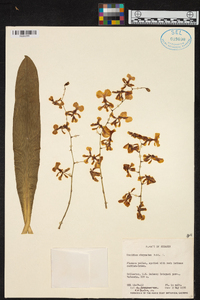 Oncidium obryzatum image