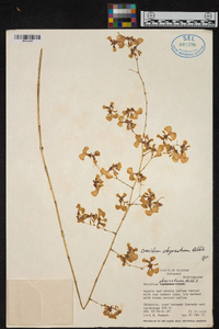 Oncidium obryzatum image