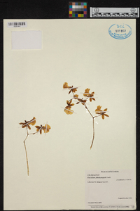 Caucaea phalaenopsis image